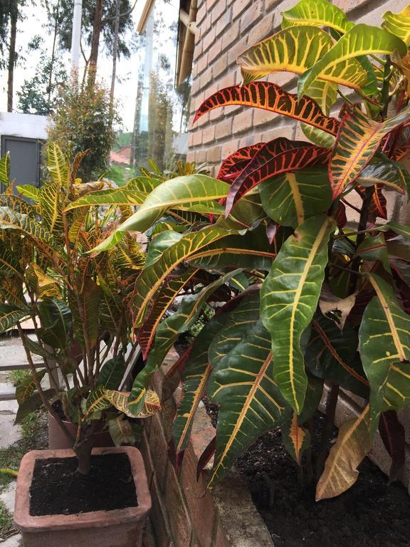 "Bambu Sierra" Cozzy Ecological Lofts Apartment Cuenca Exterior photo